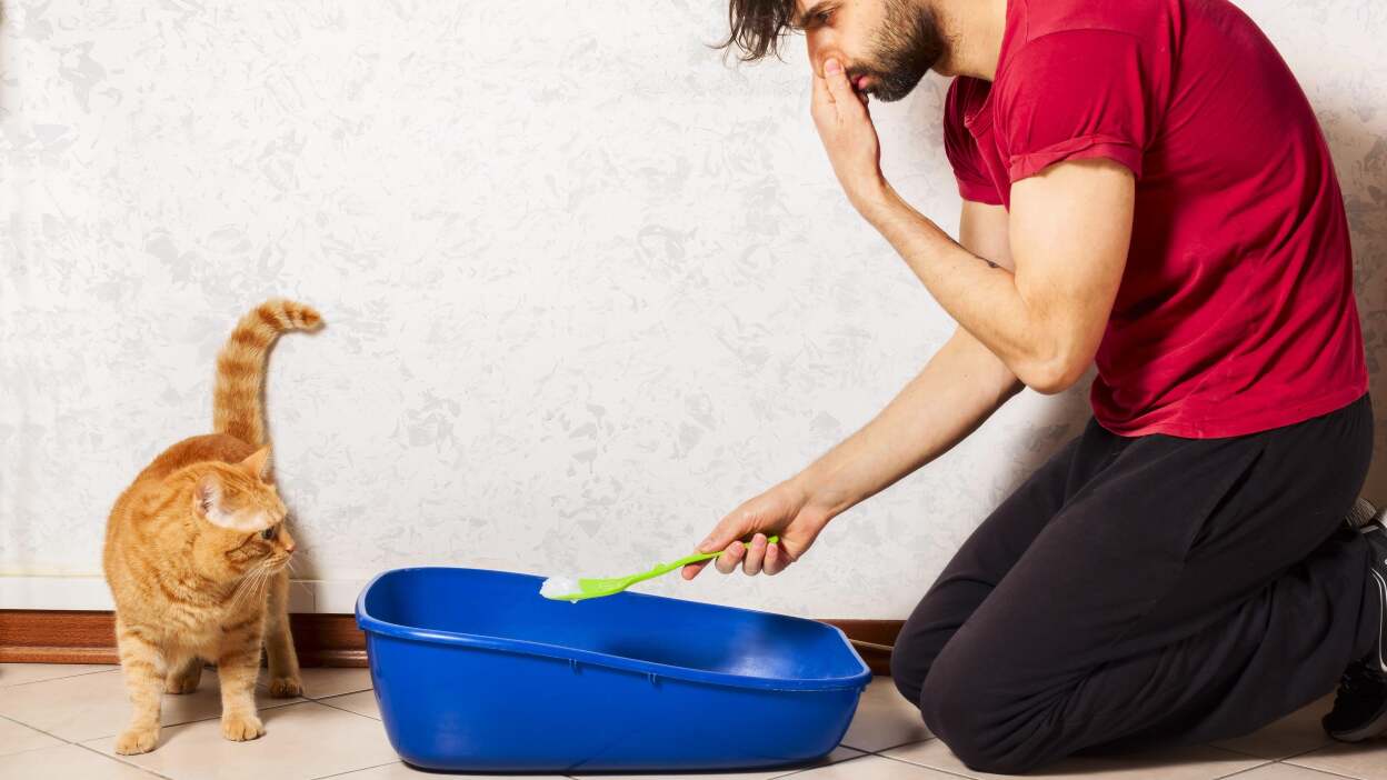 Tame litter box odor