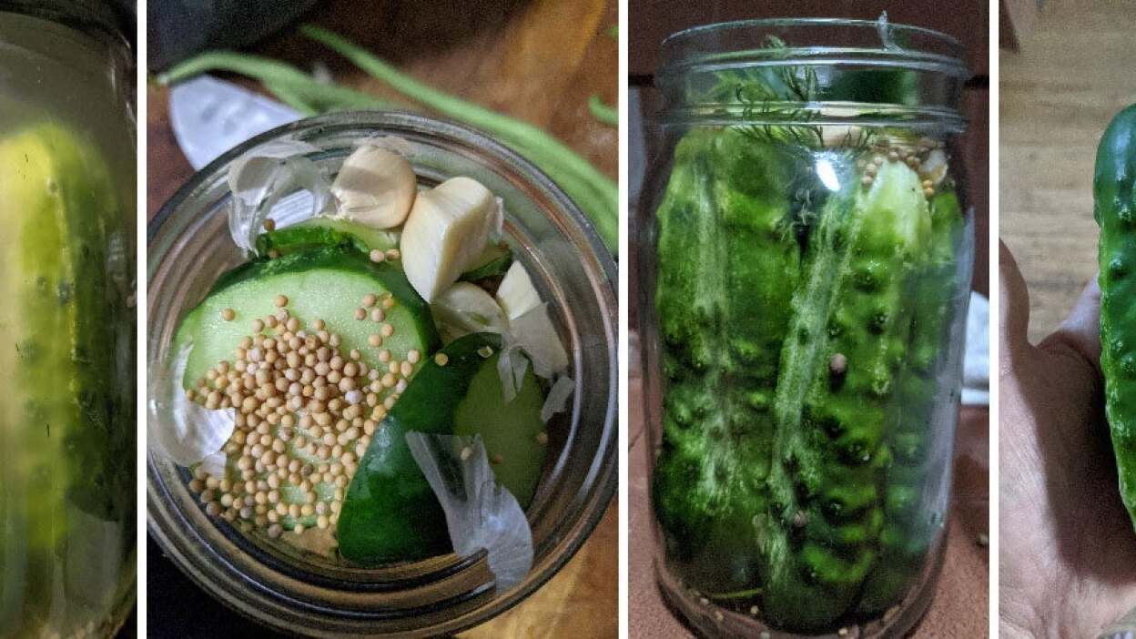 From the left, a freshly pickled pickling cucumber, cucumbers stuffed into pickling jars, an overhead of the pickling spices, garlic and dill in a jar of pickles, and finally, fermented sour pickles in a jar.