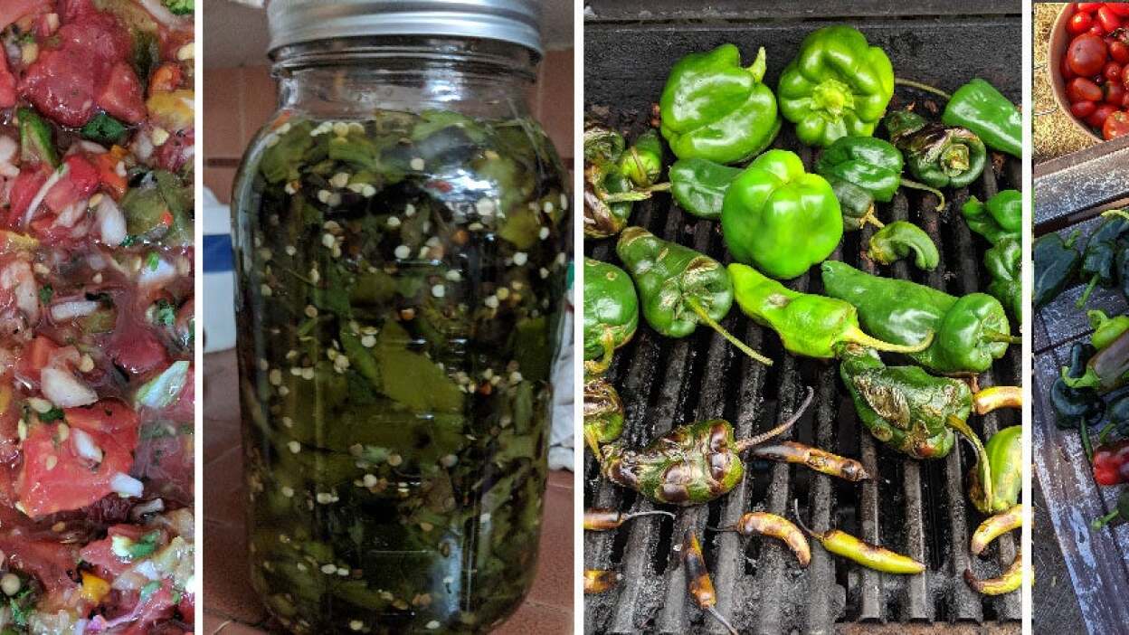 From right, freshly picked peppers and tomatoes, grilling the peppers to char, fermenting the peppers in a jar in brine, and then the finished salsa. 