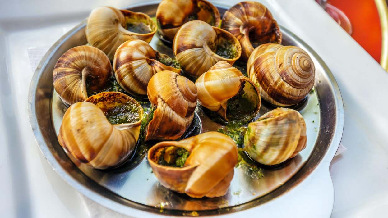  Escargot