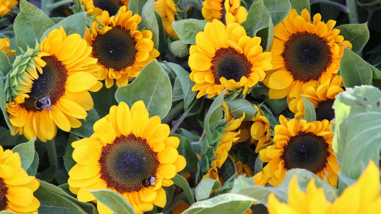  Sunflowers