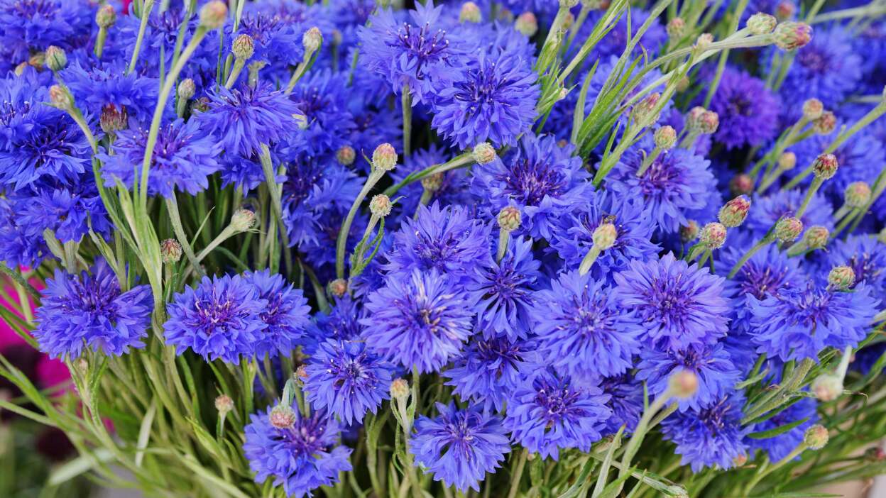  Bachelor’s button (Cornflower)