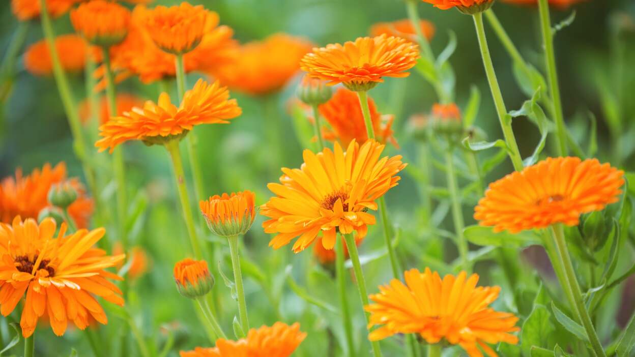  Calendula