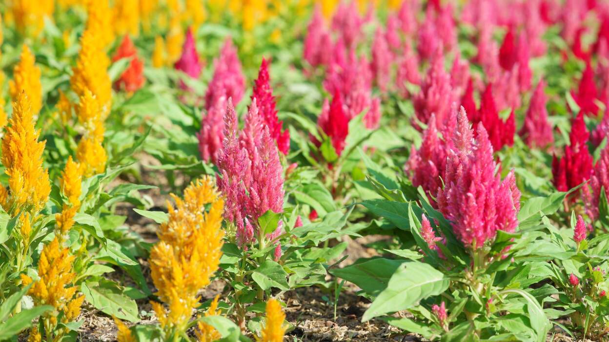  Celosia