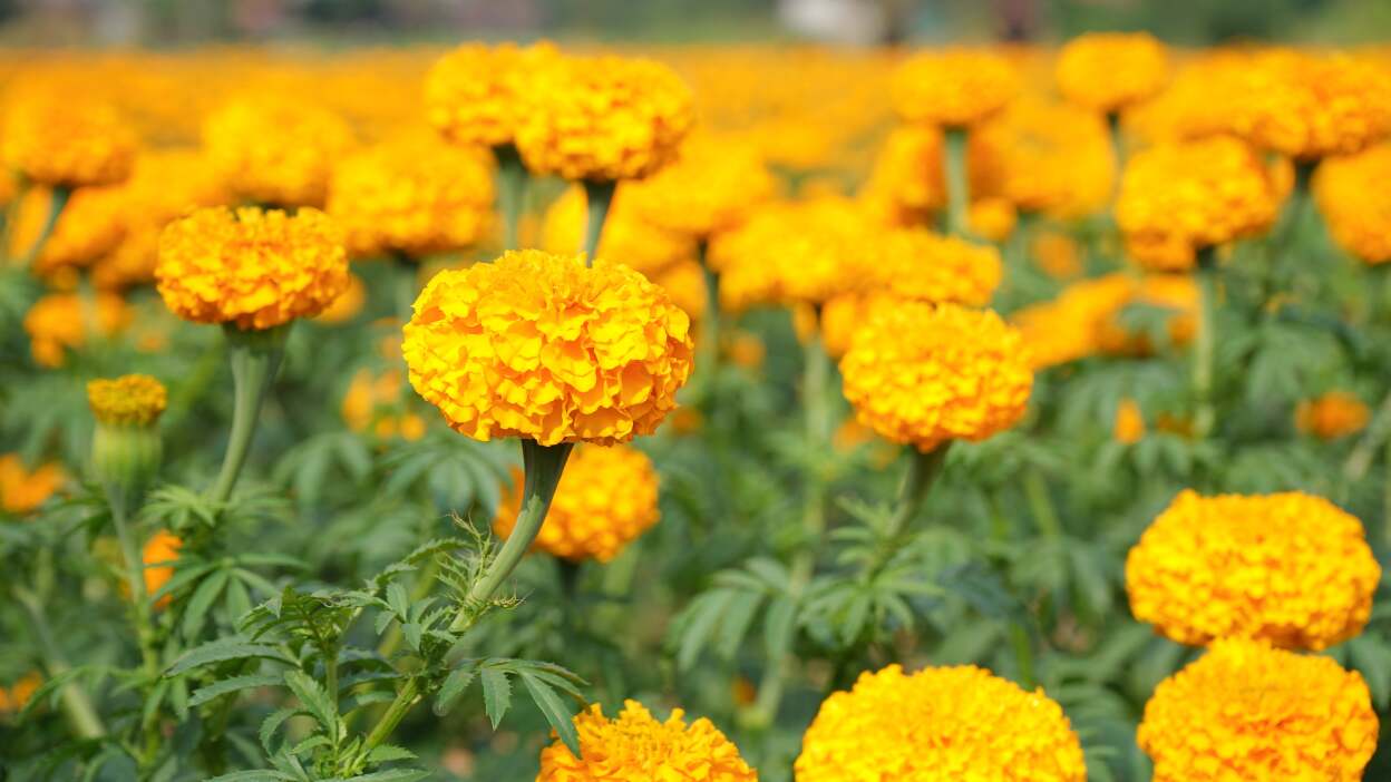  Marigolds