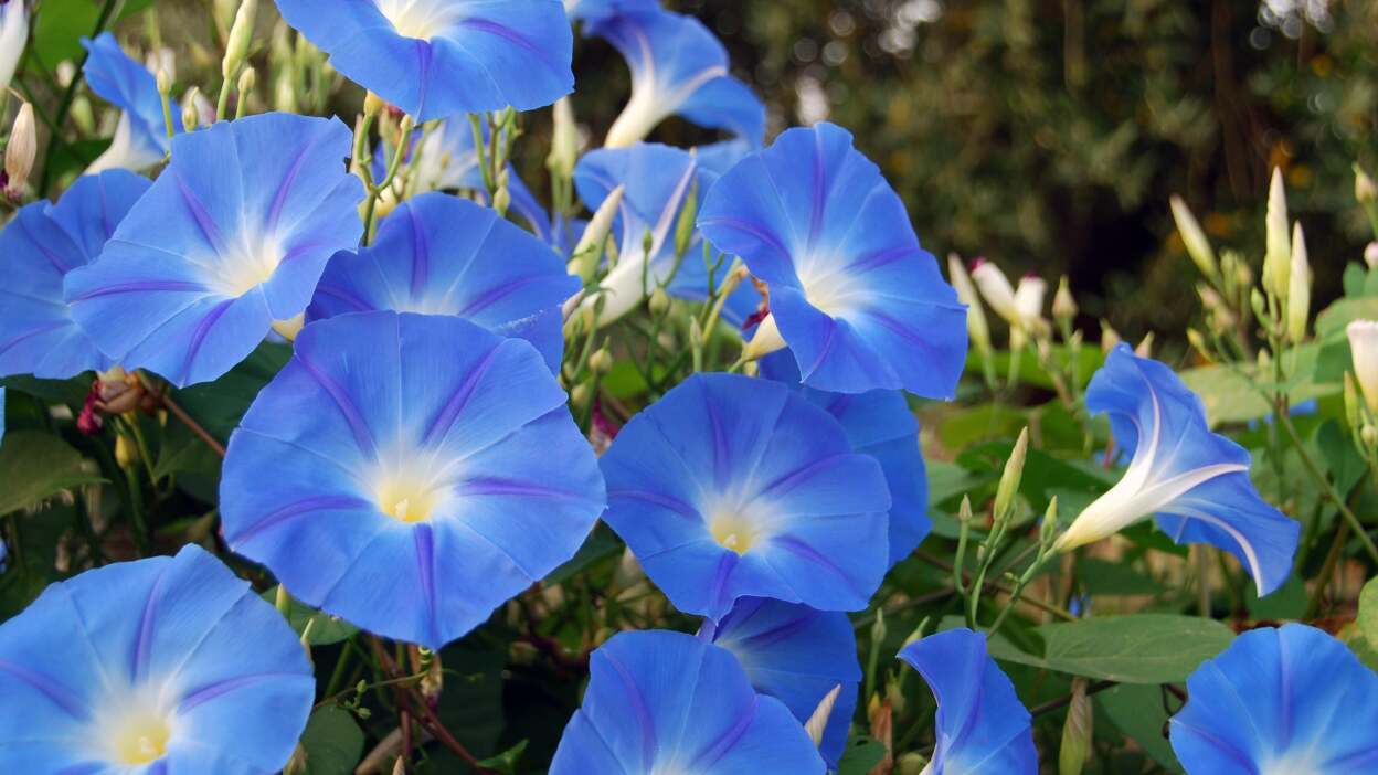  Morning glories