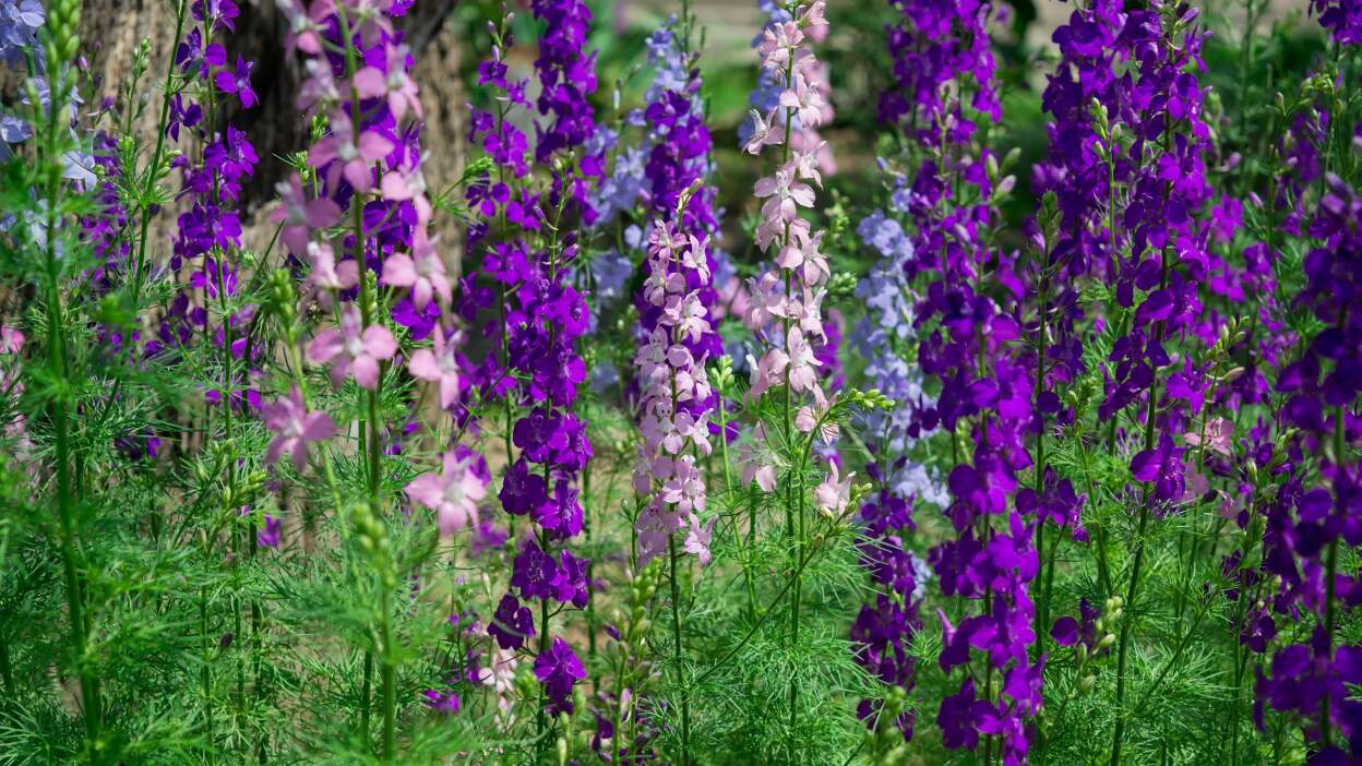  Larkspur