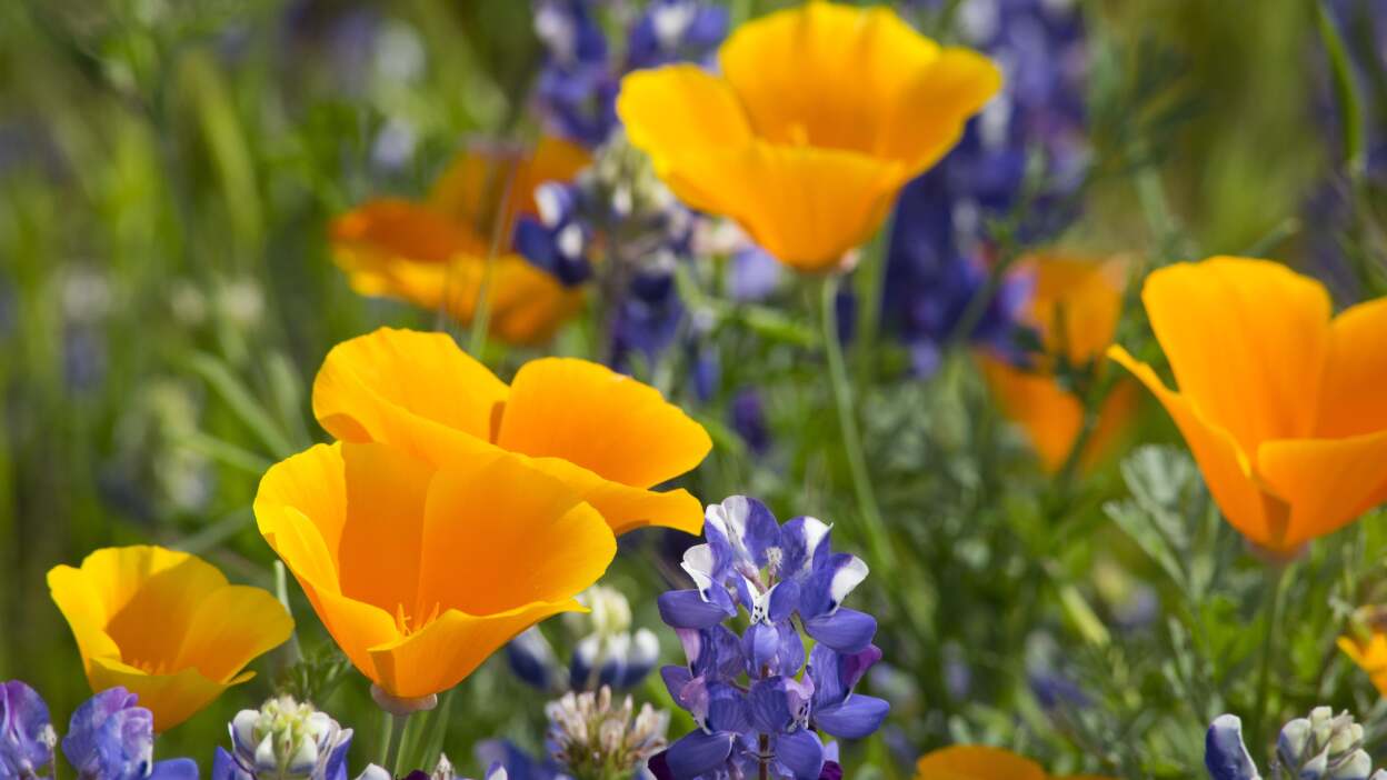  California poppies