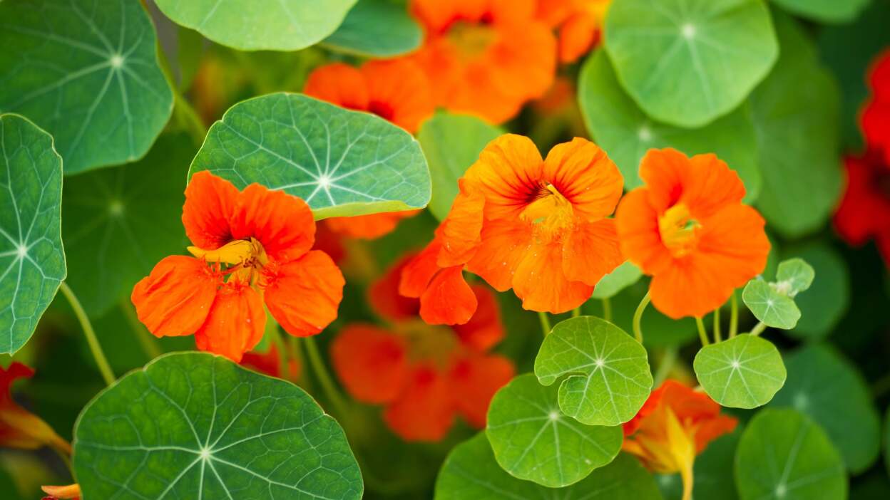  Nasturtiums