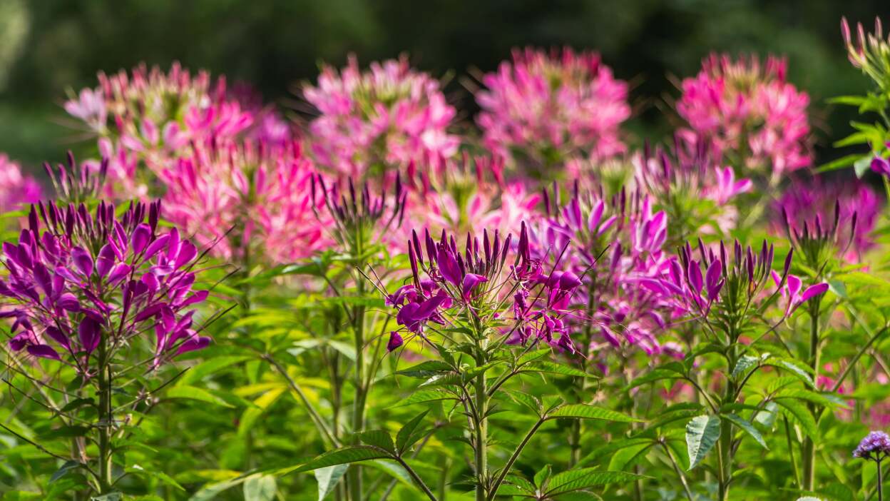  Cleome