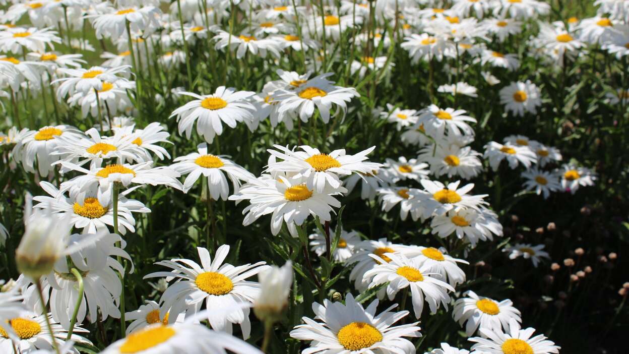  Shasta daisies