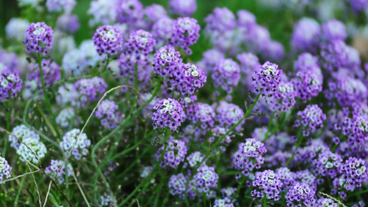  Sweet alyssum (Lobularia maritima)