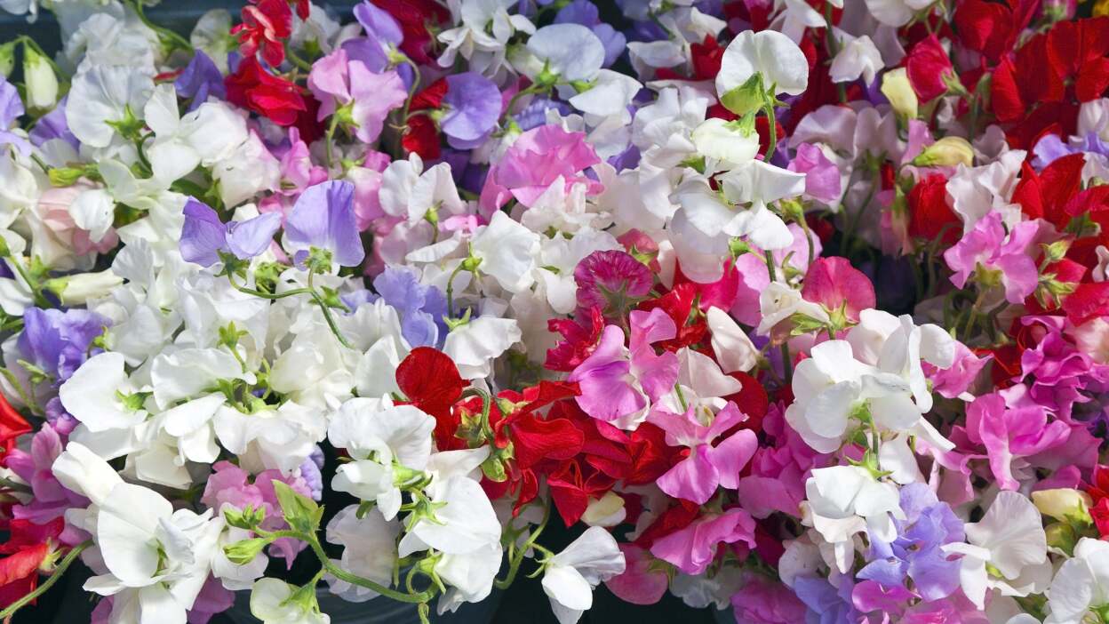  Sweet peas