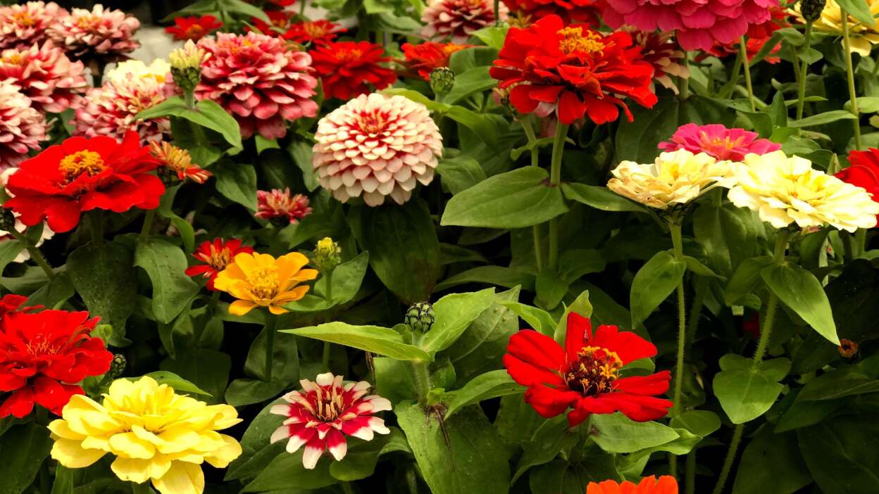  Zinnias