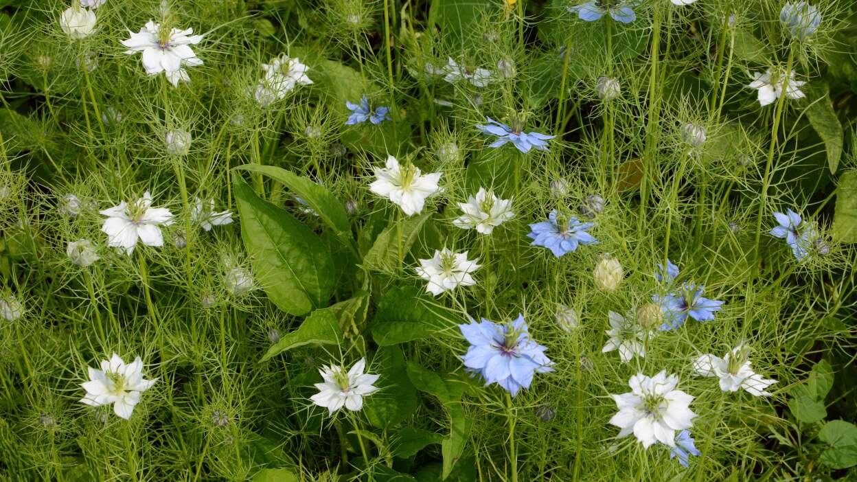  Love-in-a-mist