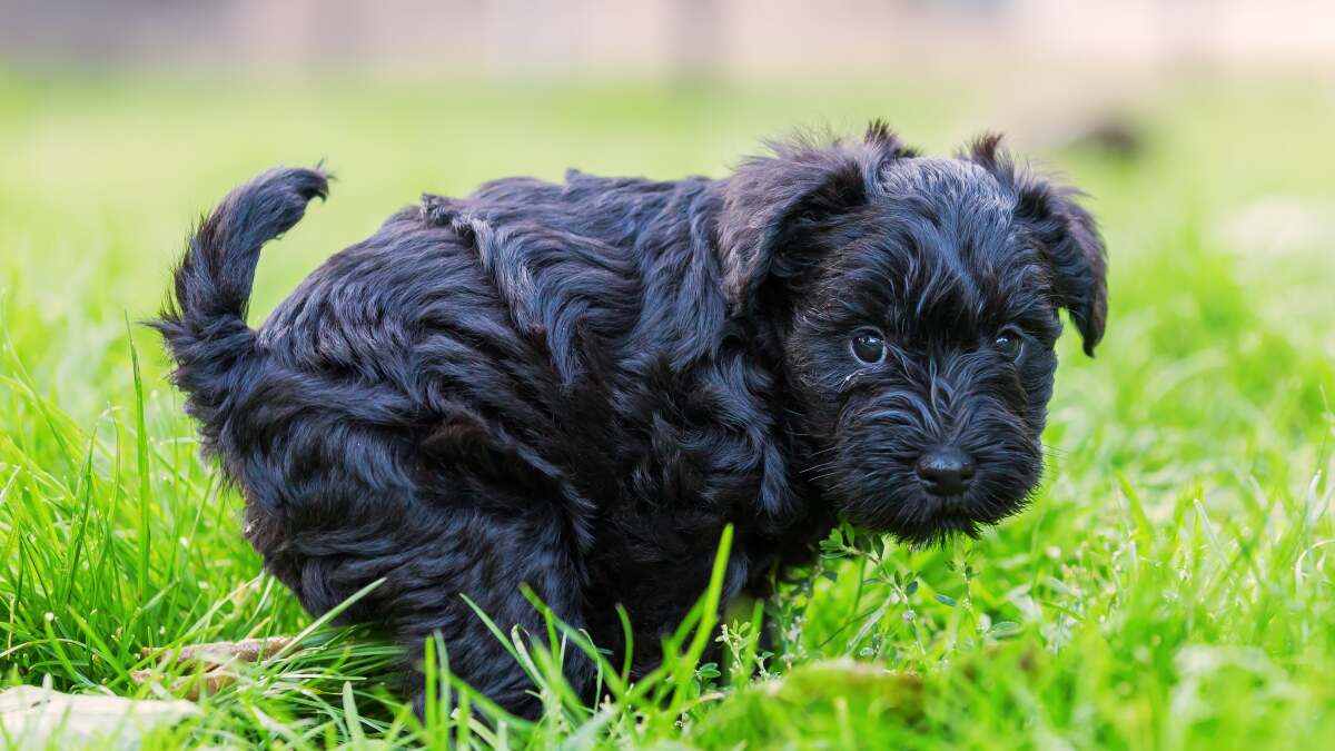 犬のうんちの色、気づかぬうちに変わった9つのこと